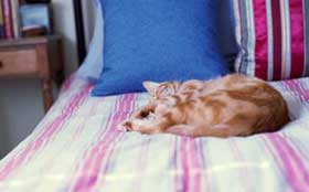 pet sitter, pet sitting, petsitter, cat sitter, dog walker, dog walking