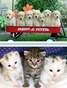 pet sitting, petsitter, dog walking, dogwalker, dog walker, pet sitter